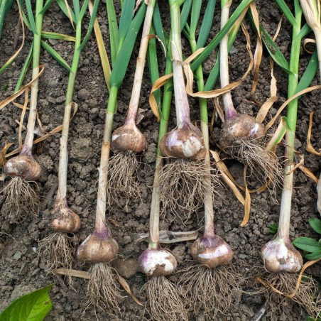 Price: €1.55 - Bosnische Knoblauchzehen Bosanac - Seeds Gallery