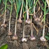 Price: €1.55 - Dientes de ajo de Bosnia Bosanac - Seeds Gallery