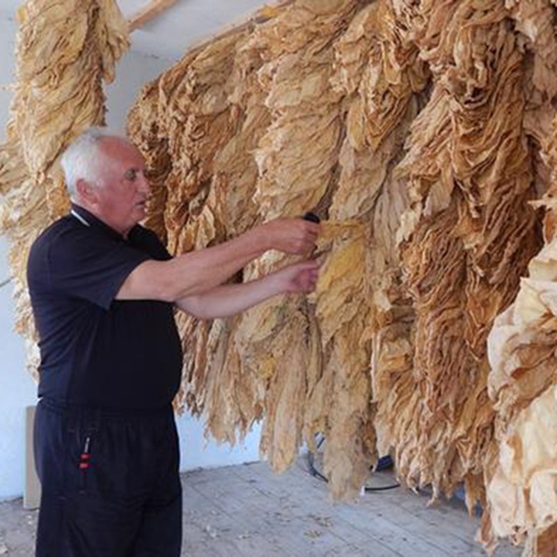 Semillas de tabaco Hercegovacki Ravnjak (32 hojas)