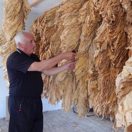 Price: €2.45 - Tobacco seeds Hercegovacki Ravnjak (32 leaves) - 