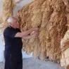 Semințe de tutun Hercegovacki Ravnjak (32 frunze)