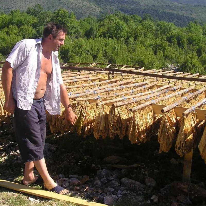 Semințe de tutun Hercegovacki Ravnjak (32 frunze)