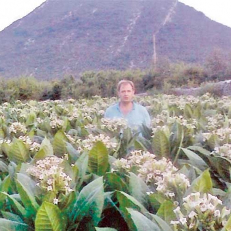 Semillas de tabaco Hercegovacki Ravnjak (32 hojas)