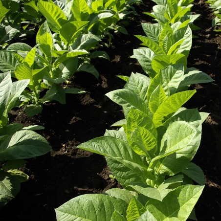 Semillas de tabaco Hercegovacki Ravnjak (32 hojas)