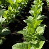 Price: €2.45 - Tobacco seeds Hercegovacki Ravnjak (32 leaves) - 