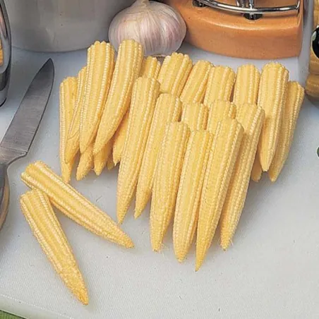 Mini Gold Zuckermais Samen