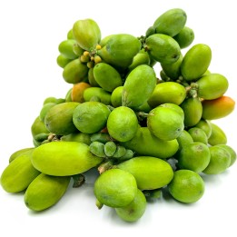 Nasiona Melinjo, Belinjo (Gnetum gnemon) - 3.555