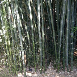 Biały bambusa Nasiona (Dendrocalamus membranaceus) - 2.655
