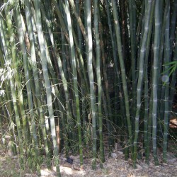 Sementes de bambu branco...