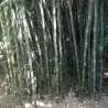 Semena bílého bambusu (Dendrocalamus membranaceus)