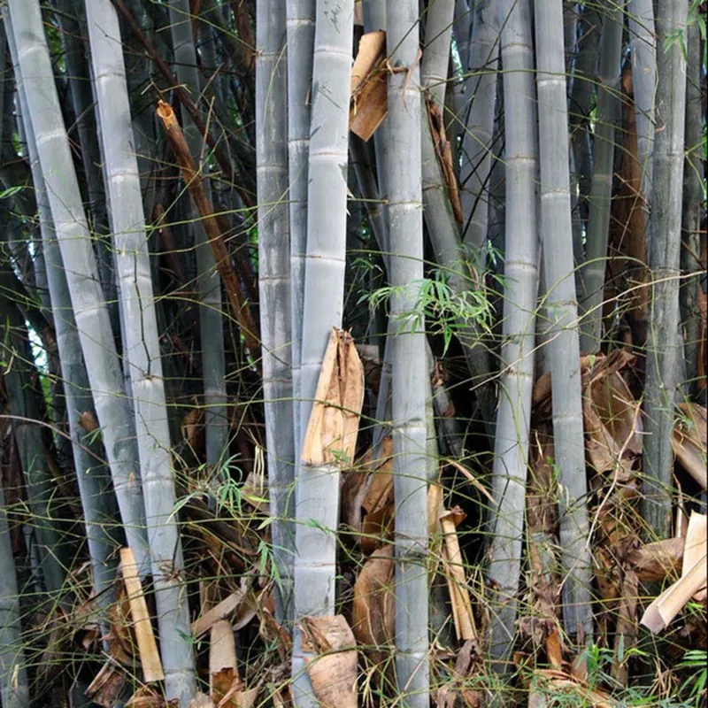 Semena bílého bambusu (Dendrocalamus membranaceus)