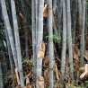 Price: €2.95 - Λευκό Μπαμπού Σπόροι (Dendrocalamus membranaceus) - 
