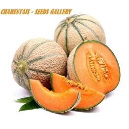 Charentais Melon Seed - 293.223938