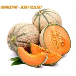 Price: €2.5 - Charentais Cantaloupemelon Frön - Seeds Gallery