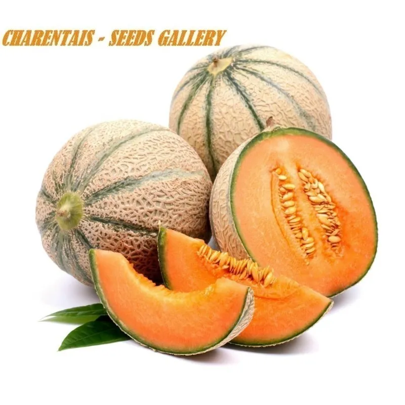 Semillas de melón Charentais