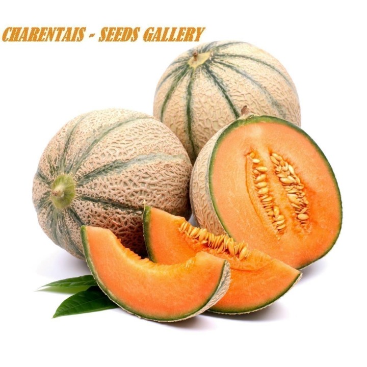 Charentais Melon Seed - 293.223938