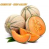 Price: €2.5 - Semi Di Melone Charentais - Seeds Gallery