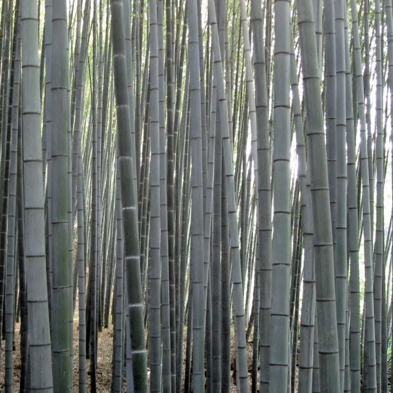 Price: €2.95 - Biały bambusa Nasiona (Dendrocalamus membranaceus) - 