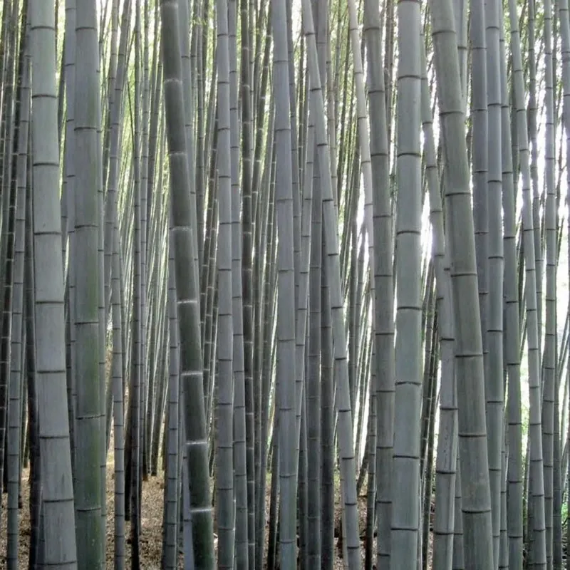 Semena bílého bambusu (Dendrocalamus membranaceus)