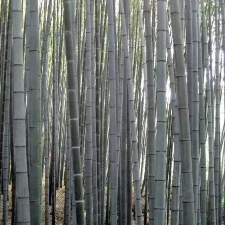 Semena bílého bambusu (Dendrocalamus membranaceus)