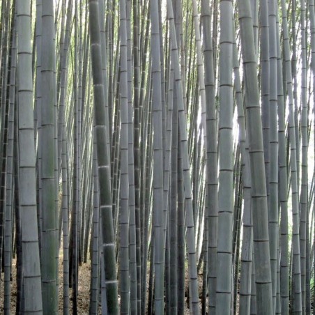 Sementes de bambu branco (Dendrocalamus membranaceus)
