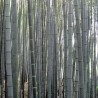 Price: €2.95 - Biały bambusa Nasiona (Dendrocalamus membranaceus) - 