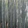 Semena bílého bambusu (Dendrocalamus membranaceus)
