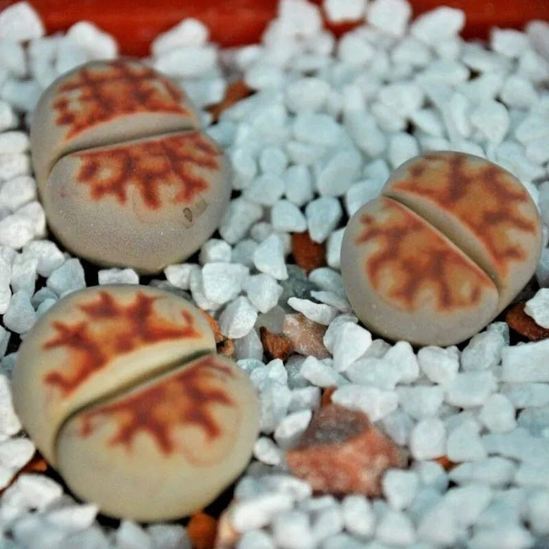 Lithops Samen Mix