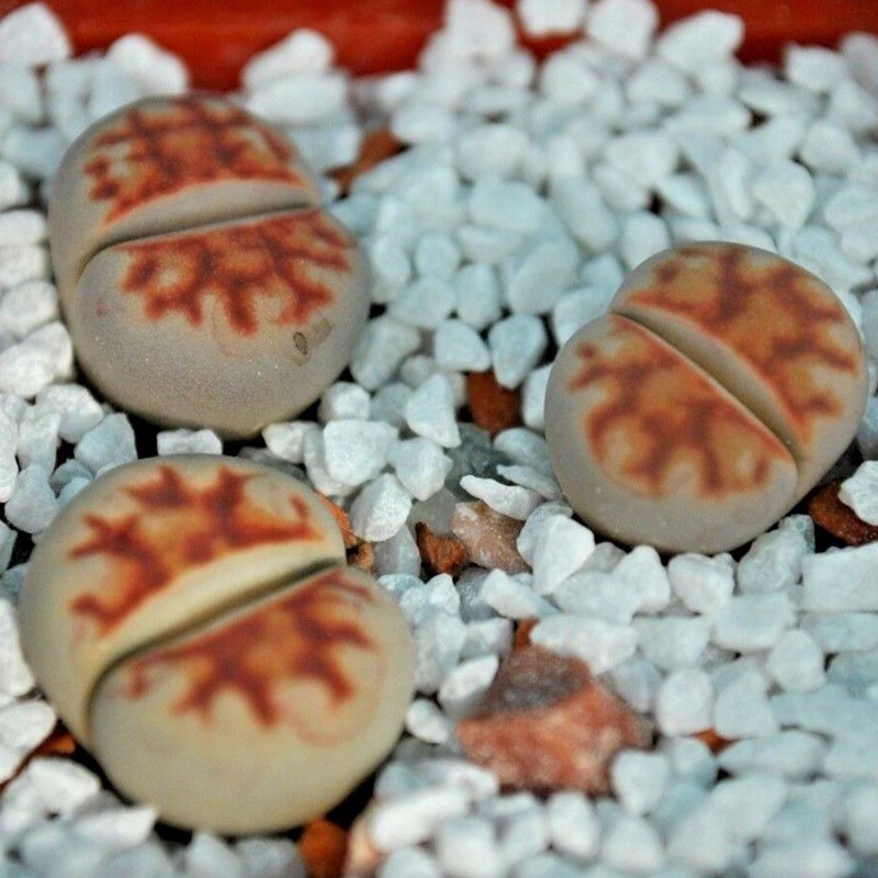 Price: €1.95 - Semi di Lithops - 
