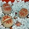 Semi di Lithops