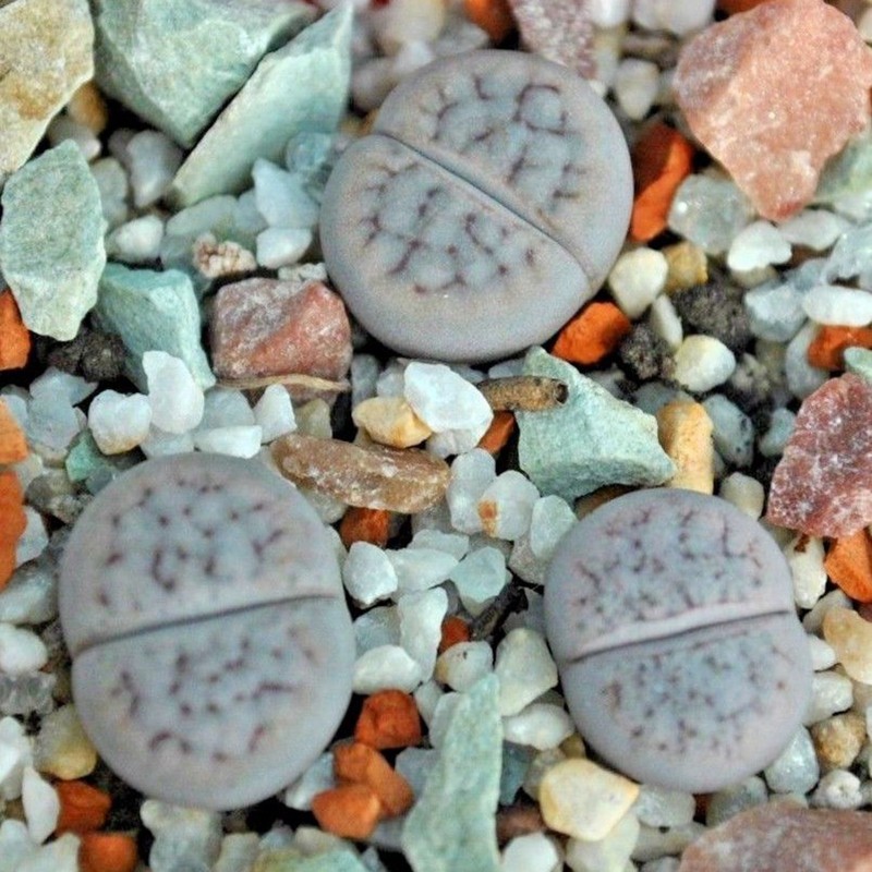 Price: €1.95 - Semillas de Lithops Piedras Vivas - 