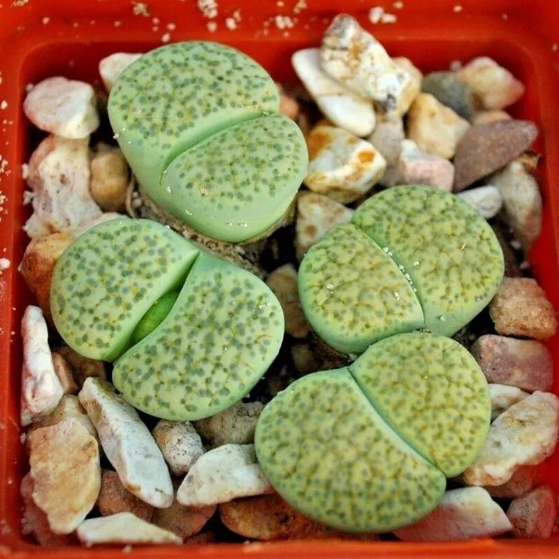 Sementes de Lithops "Pedras Vivas" Mix