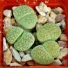 Sementes de Lithops "Pedras Vivas" Mix