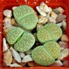 Price: €1.95 - Semi di Lithops - 