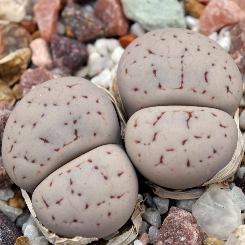 Price: €1.95 - Semi di Lithops - 