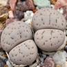 Price: €1.95 - Semillas de Lithops Piedras Vivas - 