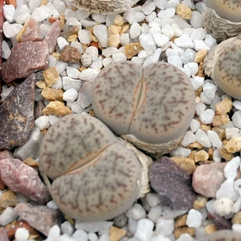 Lithops Samen Mix