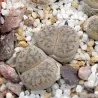 Lithops Samen Mix