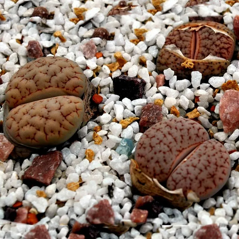Sementes de Lithops "Pedras Vivas" Mix