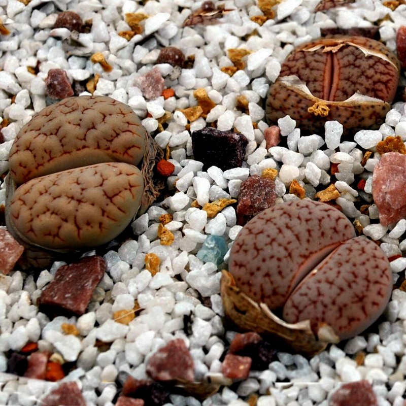 Price: €1.95 - Semillas de Lithops Piedras Vivas - 