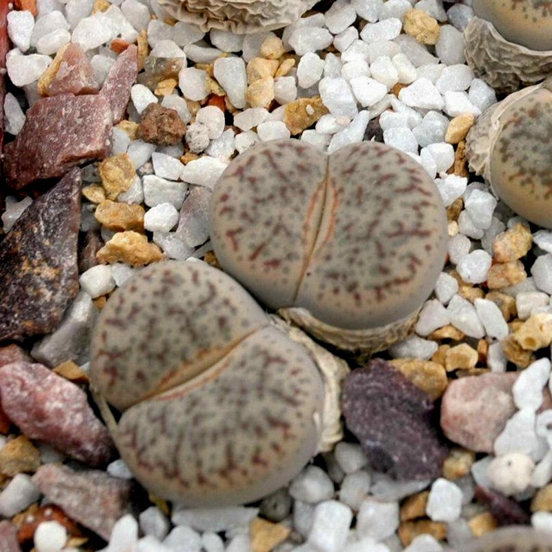 Price: €1.95 - Semillas de Lithops Piedras Vivas - 