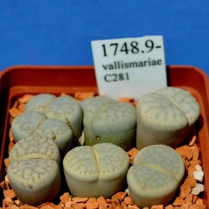 Sementes de Lithops "Pedras Vivas" Mix