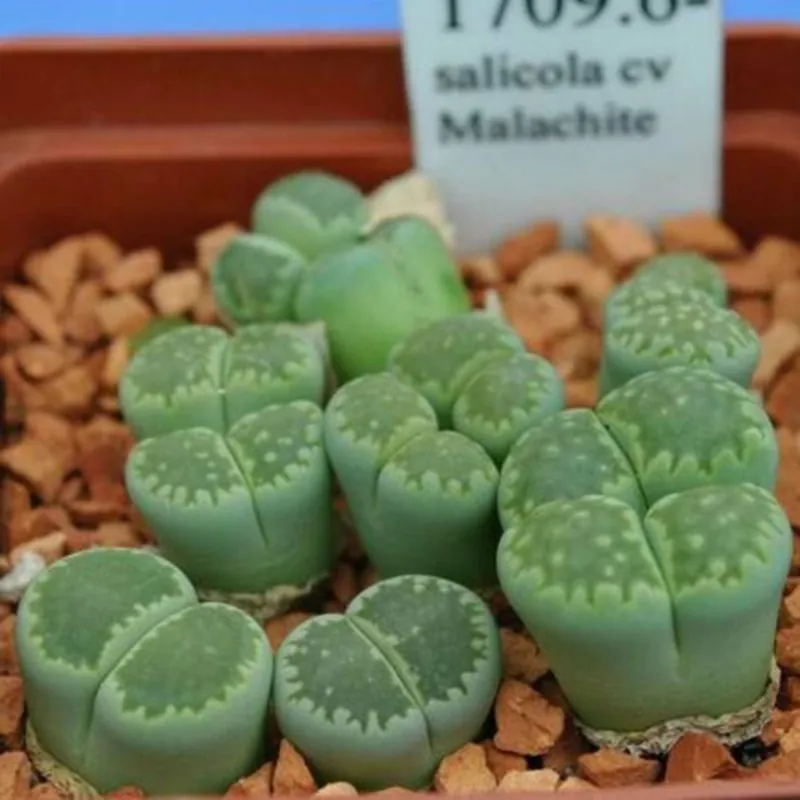 Sementes de Lithops "Pedras Vivas" Mix