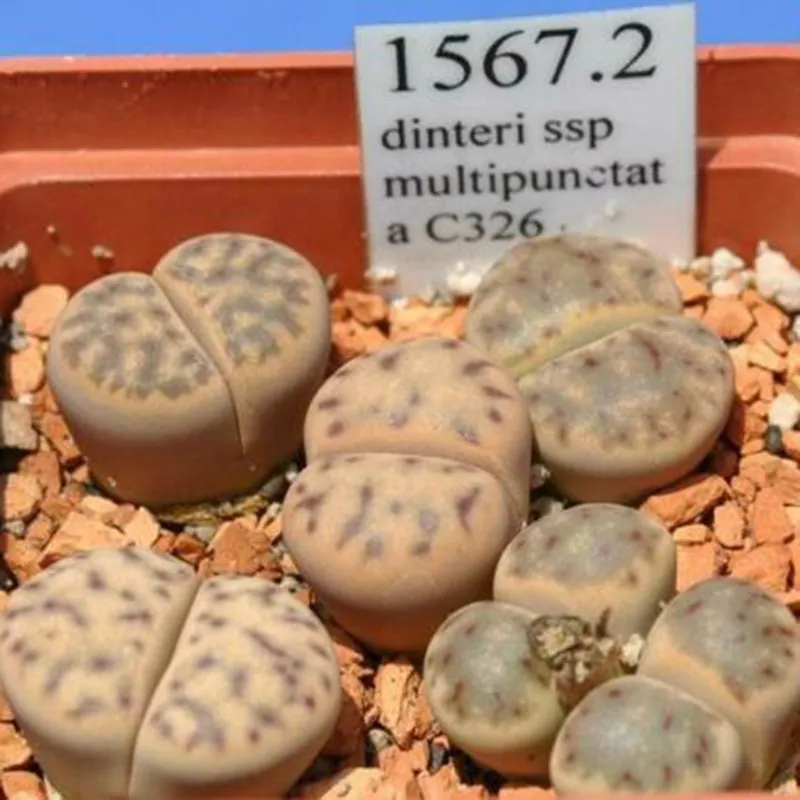 Sementes de Lithops "Pedras Vivas" Mix