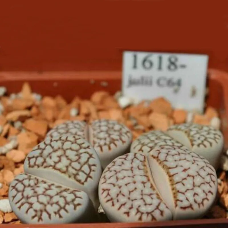 Sementes de Lithops "Pedras Vivas" Mix