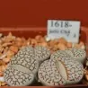 Sementes de Lithops "Pedras Vivas" Mix