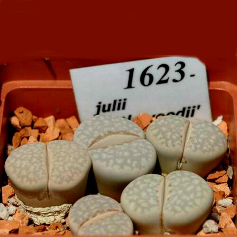 Price: €1.95 - Semillas de Lithops Piedras Vivas - 