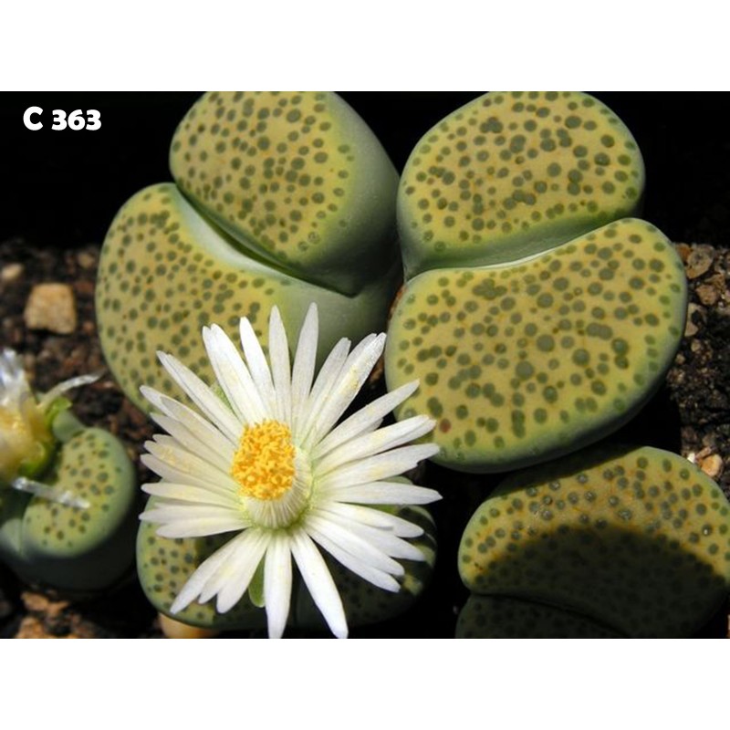 Price: €1.95 - Semi di Lithops - 
