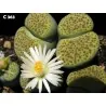 Sementes de Lithops "Pedras Vivas" Mix