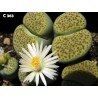 Price: €1.95 - Semillas de Lithops Piedras Vivas - 